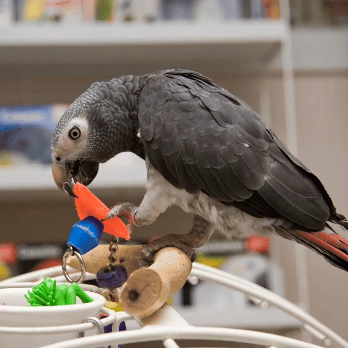 DIY_Bird_Toys_0e995bc7-ecb5-488a-9a06-a1453f25d6b3