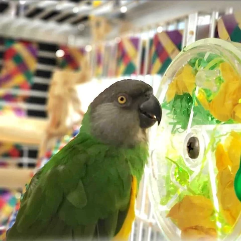 Foraging_parrot_toy-3_480x480
