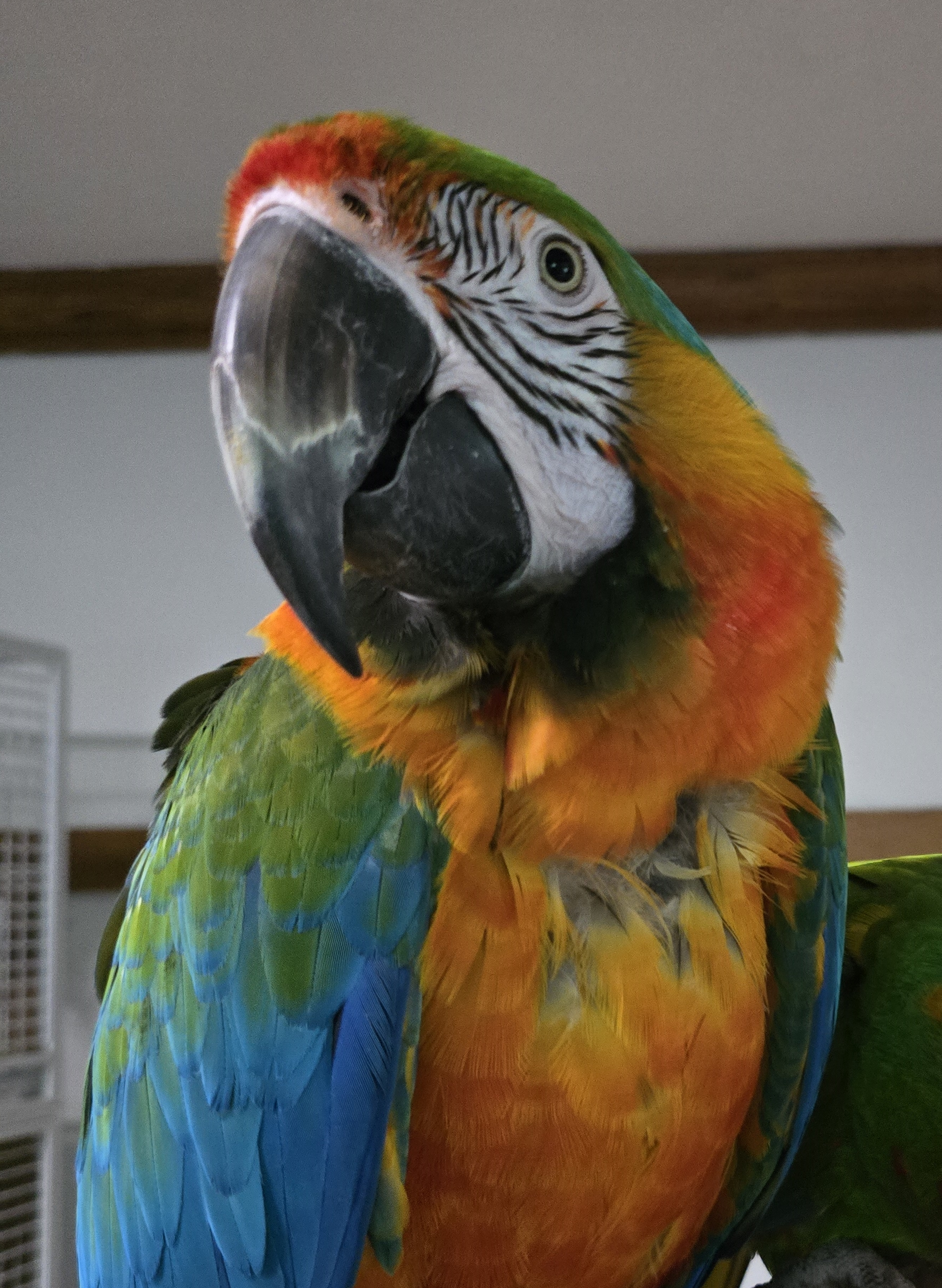 Mango1 1