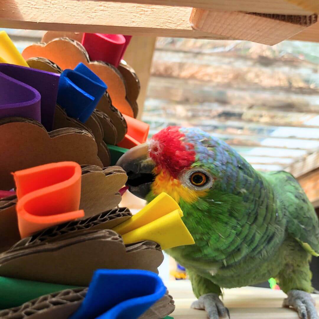 Parrot_Bird_Toy-2