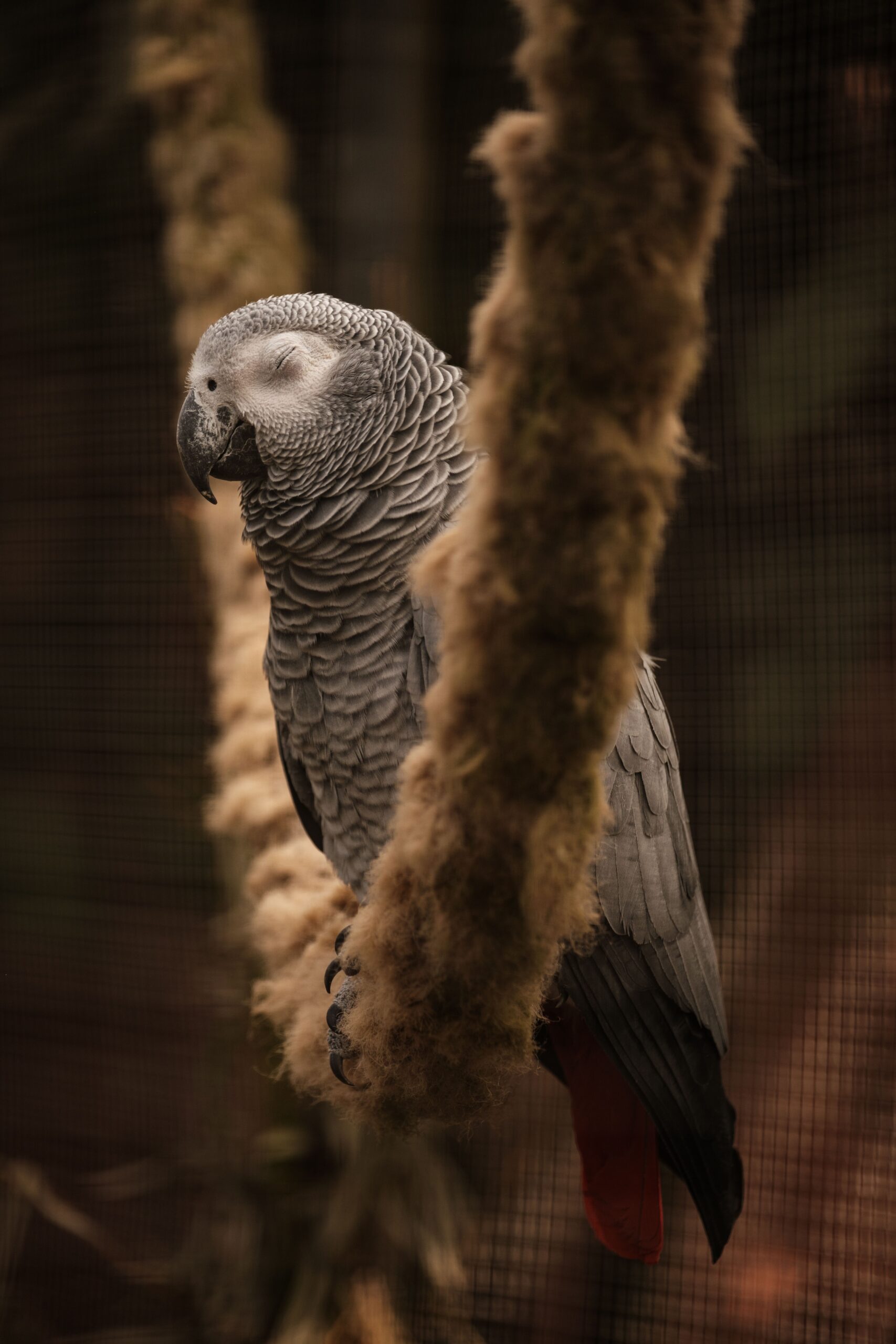Pexels Haberdoedas 32934635 1 Scaled